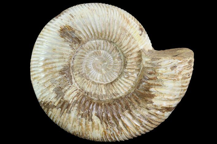 Perisphinctes Ammonite - Jurassic #90446